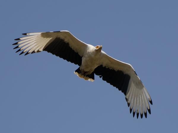 <h3><a href="/trips/gambia/biota/animalia/chordata/aves/017 accipitriformes/004 accipitridae/gypohierax angolensis/gypohierax angolensis-nl.html">Gypohierax&nbsp;angolensis</a> / Palm‑nut&nbsp;vulture / Palmgier</h3>OM-1 Mark II met OLYMPUS M.150-400mm F4.5, 1/2000 sec  bij F4.5, ISO 200, afstand 74.2&nbsp;m